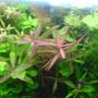 fish tank picture - Hydrocotyle Leucocephala&Rotala Rotundifolia&Alternanthera sp&Hygrophila polysperma 'Rosanervig&Limnophila...
