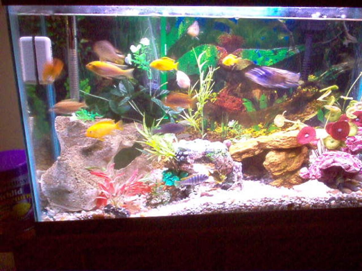 29 gallons freshwater fish tank (mostly fish and non-living decorations) - Lake Malawi species 29 gallon