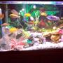 29 gallons freshwater fish tank (mostly fish and non-living decorations) - Lake Malawi species 29 gallon