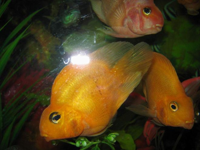 freshwater fish - heros severus x amphilophus citrinellum - blood parrot stocking in 90 gallons tank - parrots1