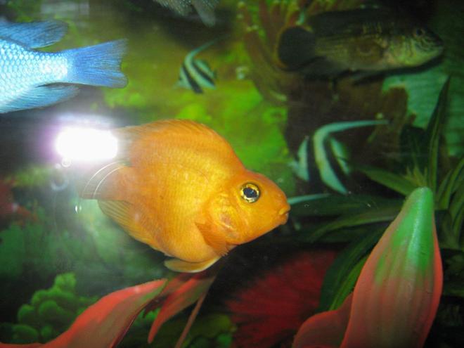 freshwater fish - heros severus x amphilophus citrinellum - blood parrot stocking in 90 gallons tank - parrots2