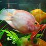 freshwater fish - heros severus x amphilophus citrinellum - blood parrot stocking in 90 gallons tank - parrots 3