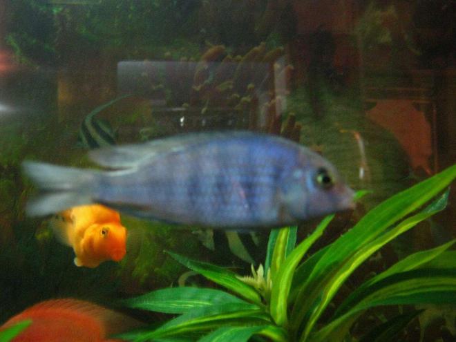 freshwater fish - cyrtocara moorii - blue dolphin cichlid stocking in 90 gallons tank - dolphin