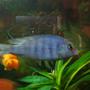 freshwater fish - cyrtocara moorii - blue dolphin cichlid stocking in 90 gallons tank - dolphin