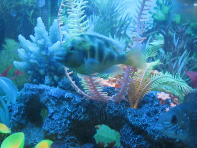 freshwater fish - nimbochromis venustus - venustus cichlid stocking in 90 gallons tank - cichlids2