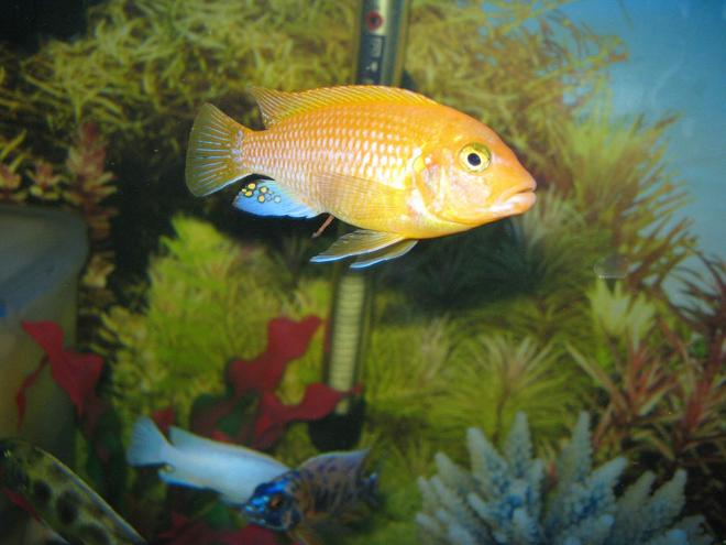 freshwater fish - pseudotropheus estherae - red zebra cichlid stocking in 90 gallons tank - cichlids4