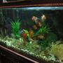 fish tank picture - t4