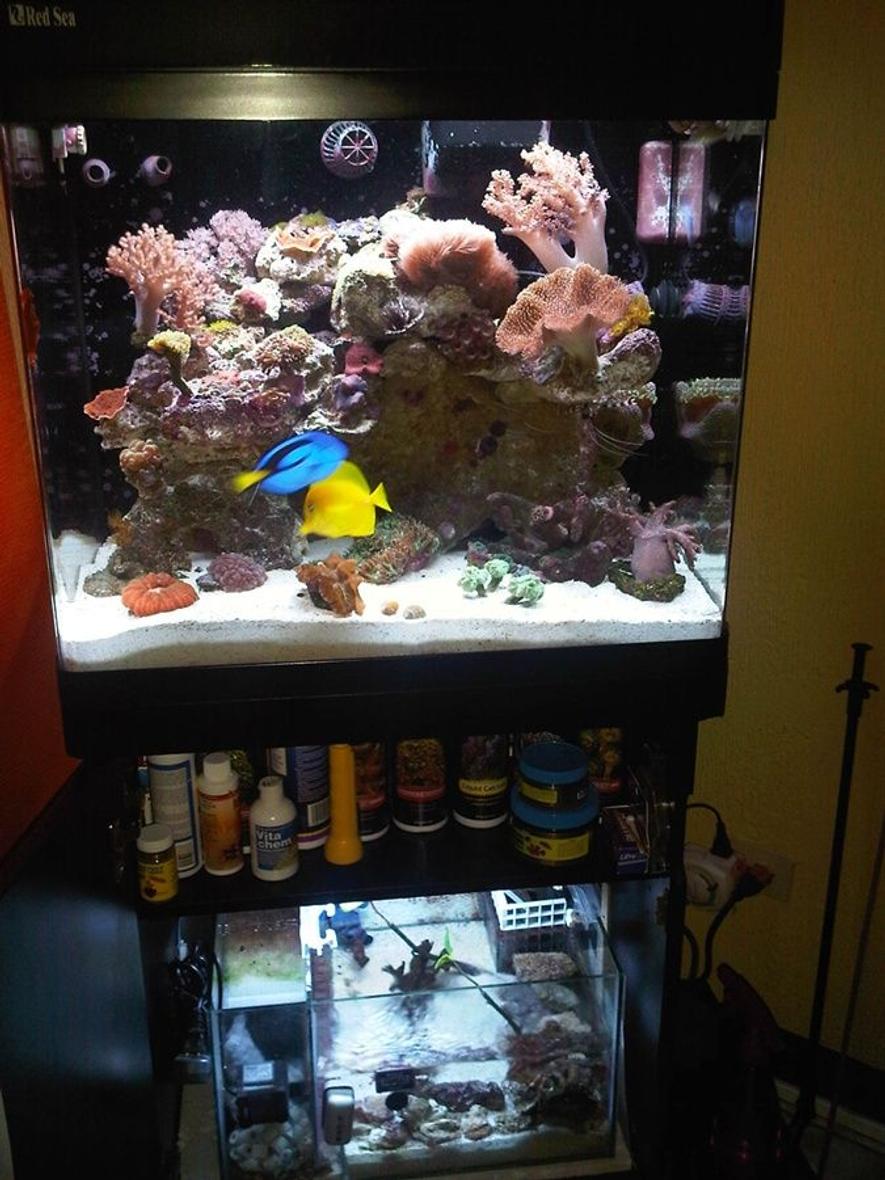Rated #41: 34 Gallons Reef Tank - This is my RSM130D with DIY Sump....