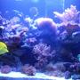 fish tank picture - Right now everything is growing, in a short period of time i will change my RSM for a 200 Gal. tank...