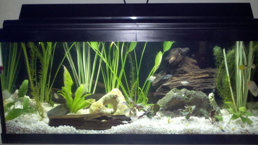 Rated #141: 20 Gallons Planted Tank - all live plants(17 total) and fish(5 glass catfish, 2 yellow khili fish, 2 small red bellied newts, 3 snails, 1 small albino plecostamous, 3 white balloon mollys, 2 black/white speckled mollys, multiple ghost shrimp), 5 driftwood peices