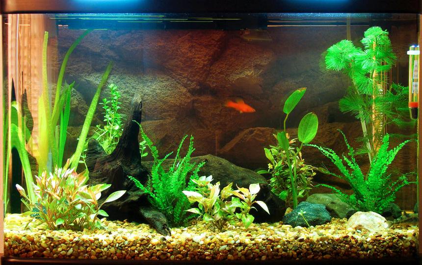 Rated #115: 17 Gallons Planted Tank - New 17g tank. Just 3 fish for the moment.