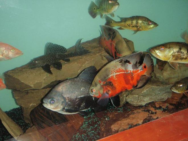 freshwater fish - astronotus ocellatus - red oscar stocking in 275 gallons tank - some of everything