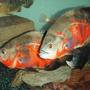 freshwater fish - astronotus ocellatus - red oscar stocking in 275 gallons tank - oscars