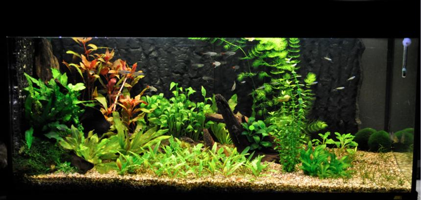 Rated #50: 42 Gallons Planted Tank - my 45 gallon aquarium