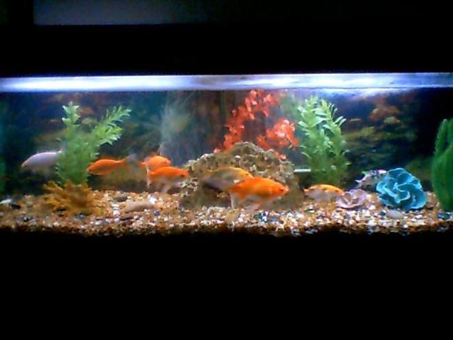 40 gallons freshwater fish tank (mostly fish and non-living decorations) - 40 GALLON. 3 KOI AND 5 FANTAIL GOLD FISH.