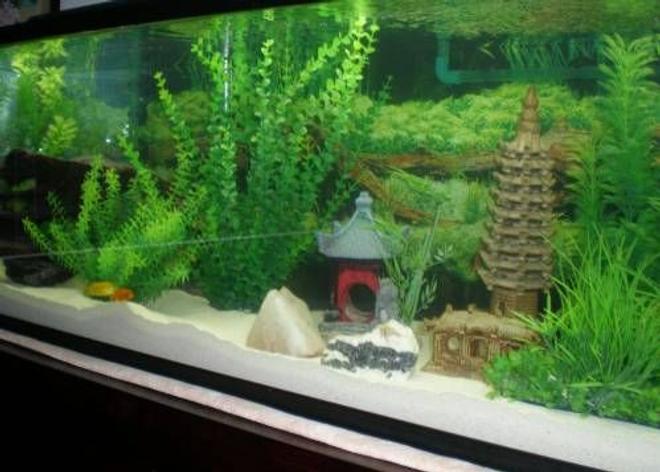 60 gallons freshwater fish tank (mostly fish and non-living decorations) - Rescaped Tank
60 Gallon
2 Yellow Labs
1 Cobalt Blue 
1 Red Zebra
1 Red Fin Borleyi
2 Rainbow Sharks