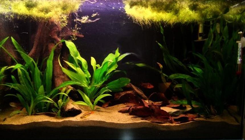 Rated #64: 55 Gallons Planted Tank - My 60cm Amazon Themed Tank
2 Apistogramma Agassizi "Double Red",
6 Serpae Tetra.