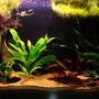 55 gallons planted tank (mostly live plants and fish) - My 60cm Amazon Themed Tank 2 Apistogramma Agassizi "Double Red", 6 Serpae Tetra.