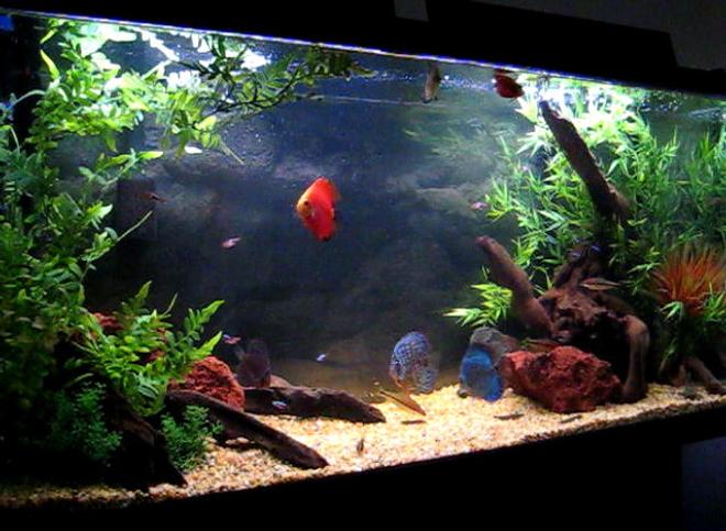 80 gallons freshwater fish tank (mostly fish and non-living decorations) - 6 Discus (2 Red Fujis, Bulldog, Blue Tourque, Yellow Pigeon and 1 Red Leopard)
8 Cardinal Tetras
3 Torpedo barbs
2 Cory cats
15 Khuli loaches
1 L114 Pleco