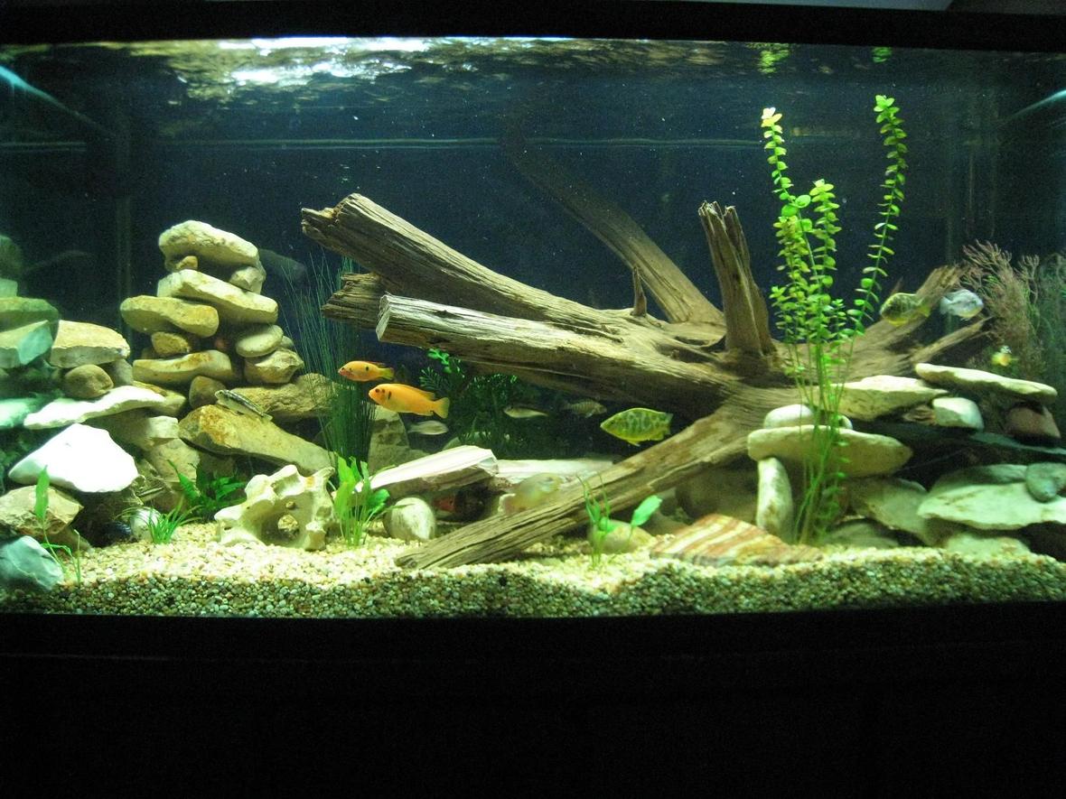 120 gallons freshwater fish tank (mostly fish and non-living decorations)