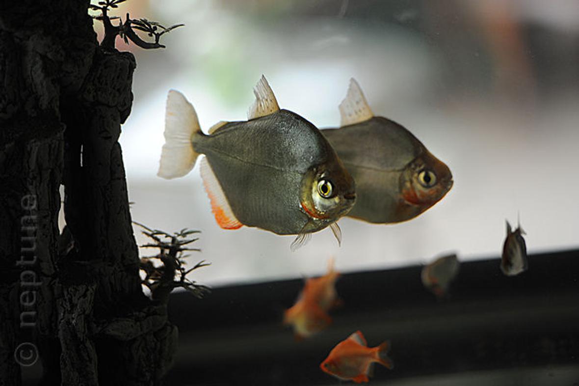 64 gallons freshwater fish tank (mostly fish and non-living decorations) - My Silver Dollars