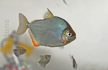 freshwater fish - metynnis argenteus - silver dollar stocking in 64 gallons tank - My Silver Dollars