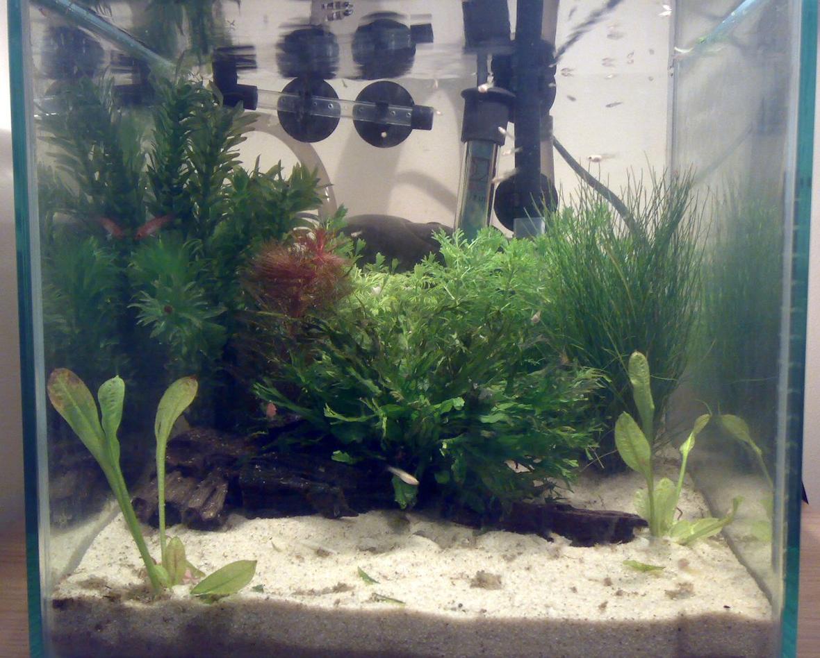 1 gallon planted tank (mostly live plants and fish) - This is a nano tank of 20x20x20cm that I made containing baby Guppys, Rocket Panchax and a pair of Badis Bengalensis. Please excuse the unsightly equipment in the background! I've tried to go for a tropical feel here.