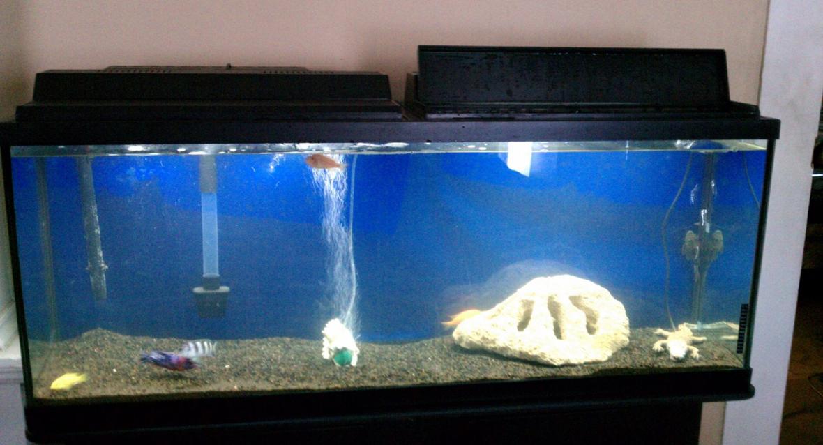 55 gallons freshwater fish tank (mostly fish and non-living decorations) - 55 gal