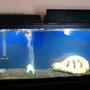 55 gallons freshwater fish tank (mostly fish and non-living decorations) - 55 gal