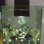 5 gallons freshwater fish tank (mostly fish and non-living decorations) - fluval chi tank
