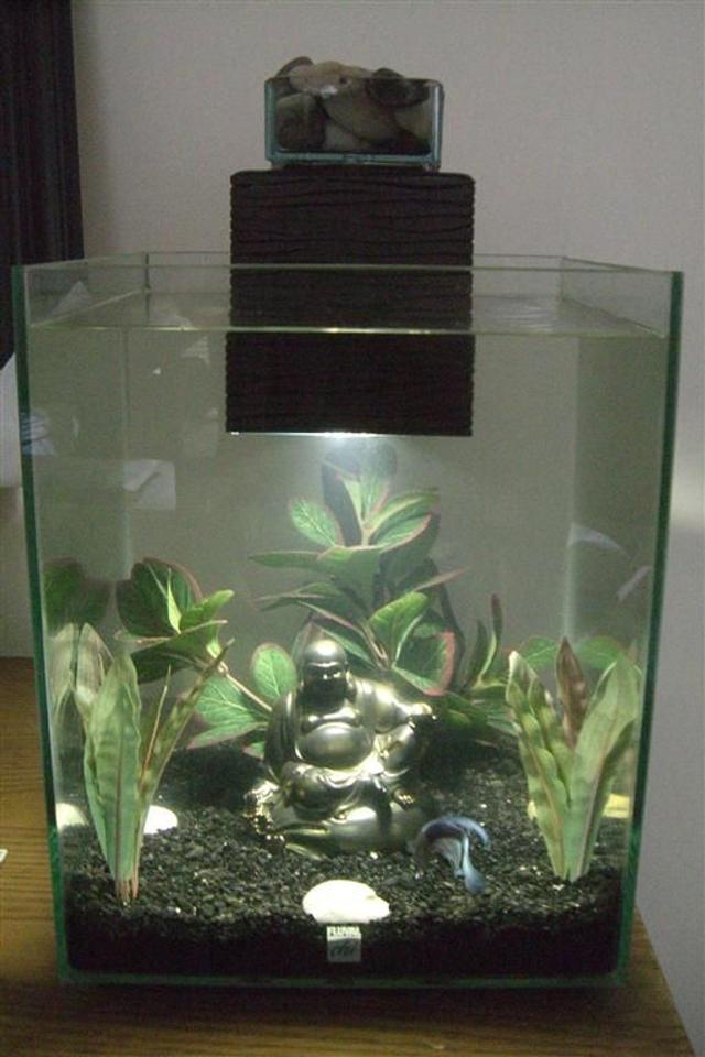 5 gallons freshwater fish tank (mostly fish and non-living decorations) - fluval chi tank