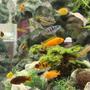 58 gallons freshwater fish tank (mostly fish and non-living decorations) - My aquarium can be viewed from all 4 sides. This is the most panoramic view. Please see all the other photos too