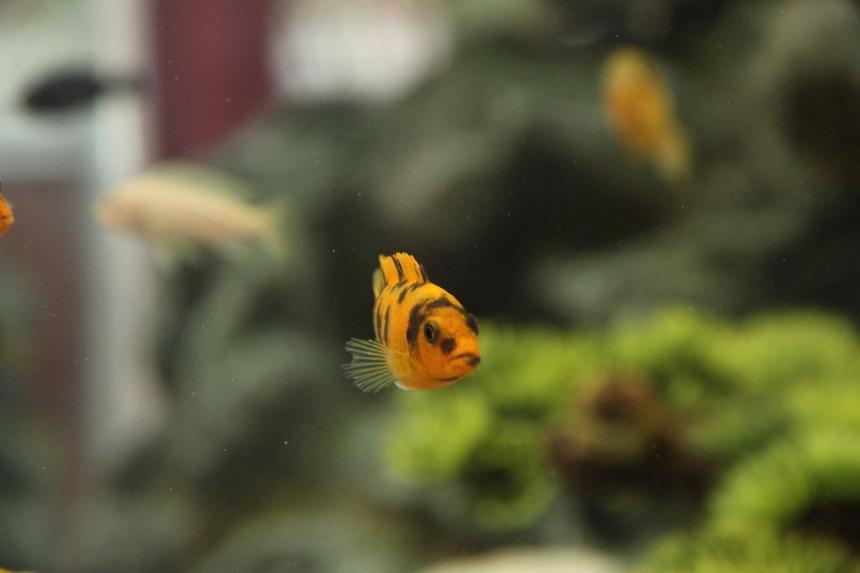 Rated #71: Freshwater Fish - Metriaclima Estherae - Red Blotch Zebra Cichlid Stocking In 58 Gallons Tank - Red blotched zebra