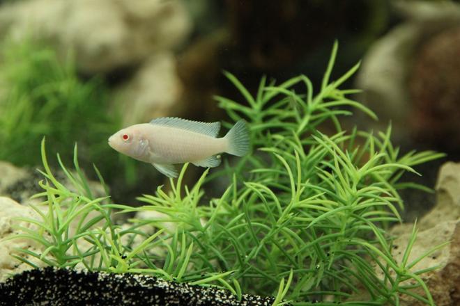 freshwater fish - pseudotropheus socolofi - albino socolofi stocking in 58 gallons tank - Snow white zebra
