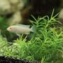 freshwater fish - pseudotropheus socolofi - albino socolofi stocking in 58 gallons tank - Snow white zebra