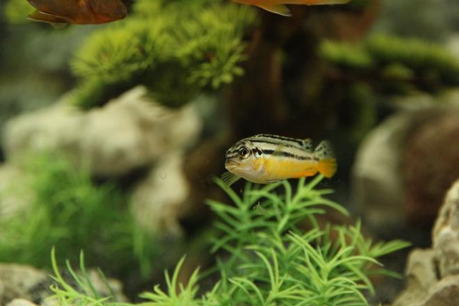 freshwater fish - melanochromis auratus - auratus cichlid stocking in 58 gallons tank - Auratus