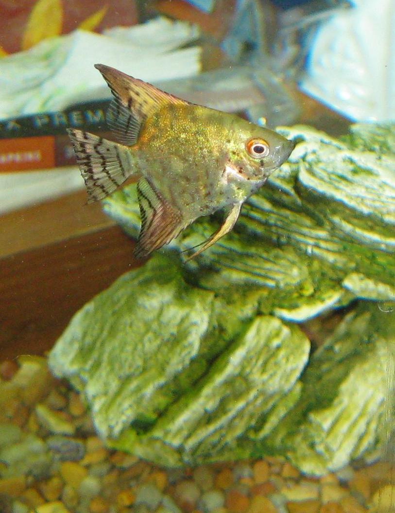 Rated #114: Freshwater Fish - Pterophyllum Sp. - Smokey Leopard Veil Angel Stocking In 30 Gallons Tank - Angel Fish