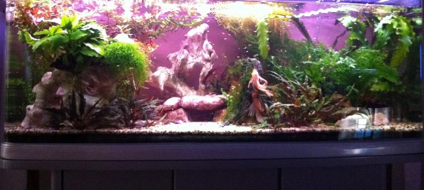 Rated #92: 60 Gallons Planted Tank - My 4 ft Display and Breeding Bristlenose Aquarium