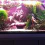 60 gallons planted tank (mostly live plants and fish) - My 4 ft Display and Breeding Bristlenose Aquarium