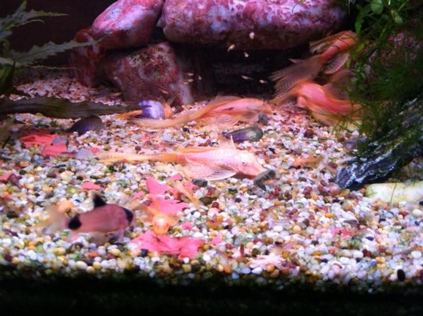 Rated #132: Freshwater Fish - Corydoras Panda - Panda Cory Cat Stocking In 60 Gallons Tank - Feeding time