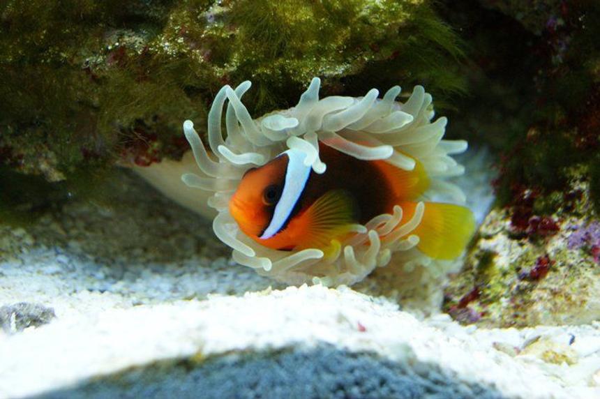 Rated #12: Saltwater Fish - Amphiprion Frenatus - Tomato Clownfish Stocking In 3 Gallons Tank - tomato clown and a host anemone