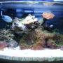 3 gallons reef tank (mostly live coral and fish) - 3g picotope