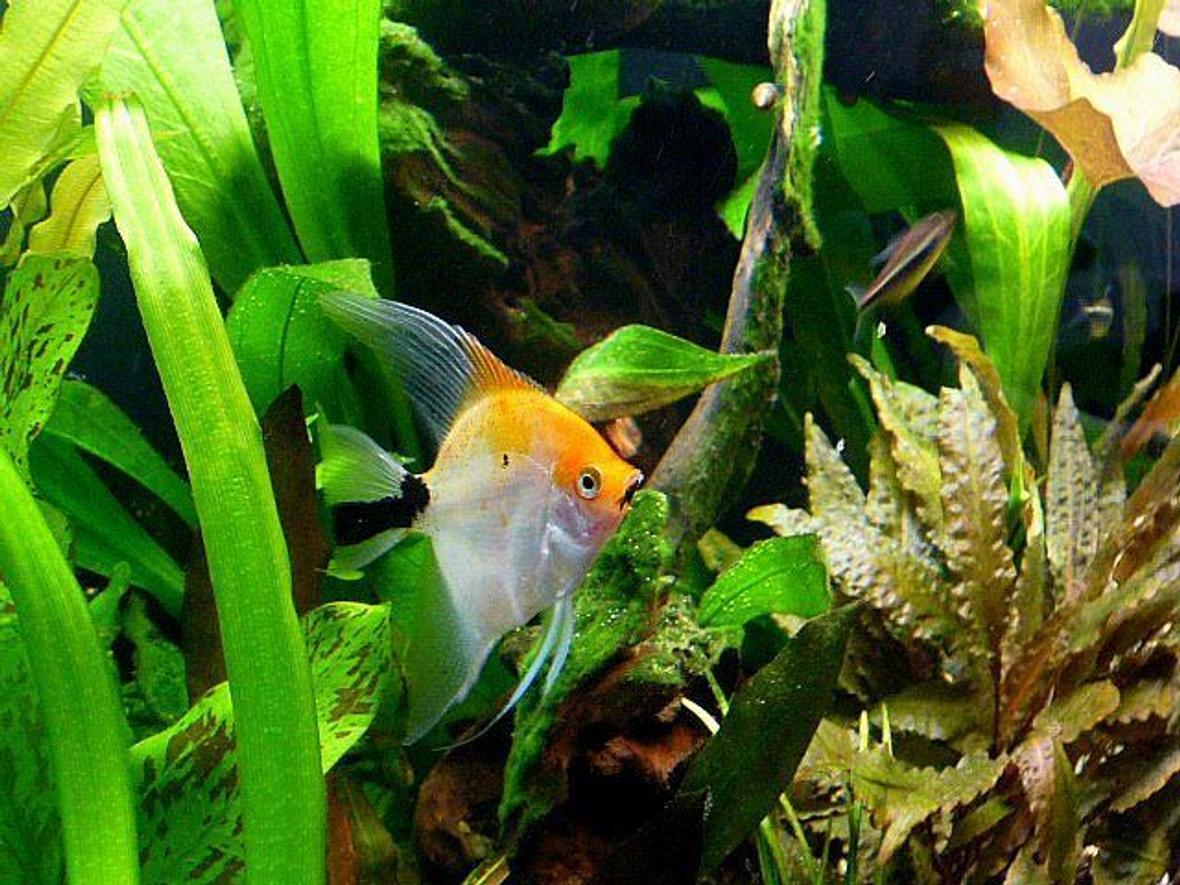 freshwater fish - pterophyllum sp. - koi angel stocking in 38 gallons tank - My Koi Angel