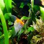 freshwater fish - pterophyllum sp. - koi angel stocking in 38 gallons tank - My Koi Angel