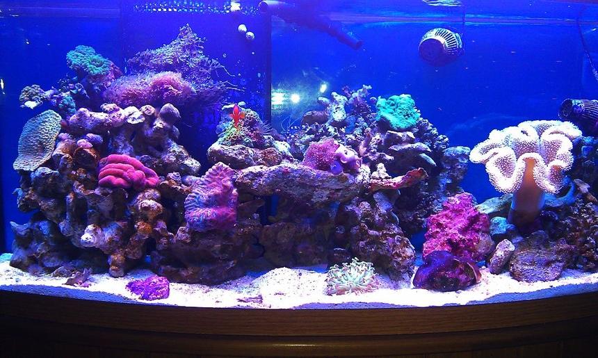 Rated #22: 72 Gallons Reef Tank - Reef Tank