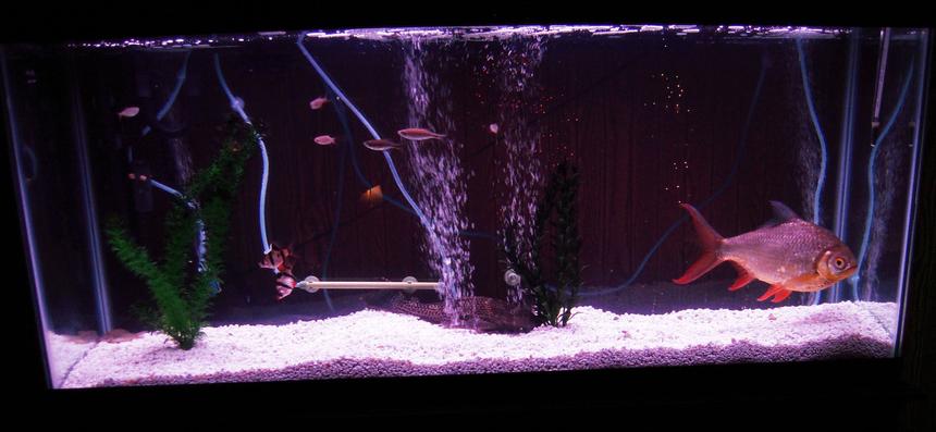 Rated #321: 55 Gallons Freshwater Fish Tank - new 55g setup with 14yr old finfoil barb