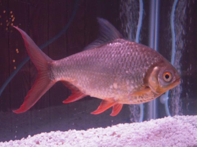 freshwater fish - barbus schwanefeldi - tinfoil red tail barb stocking in 55 gallons tank - my 14yr old red fin tinfoil barb