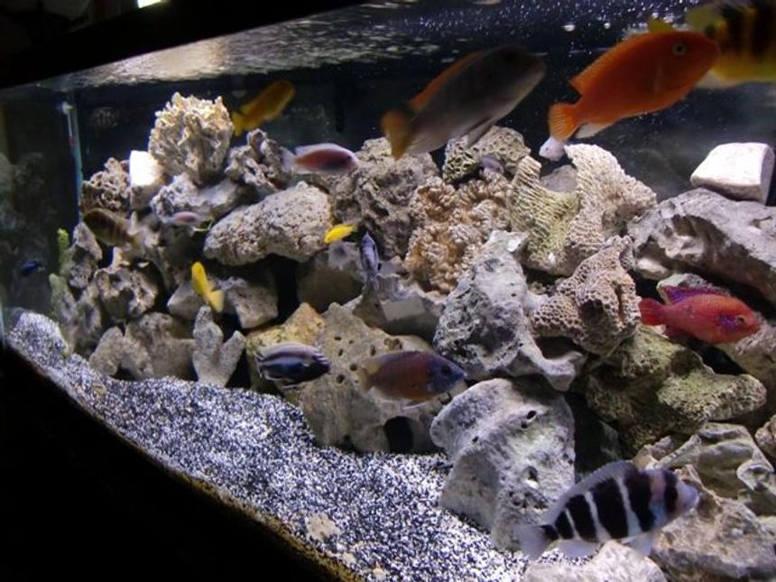 Rated #16: 75 Gallons Freshwater Fish Tank - 75 Gallon African Cichlid Set-up