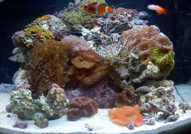 12 gallons reef tank (mostly live coral and fish) - 12gl JBJ Nano Reef