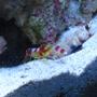 corals inverts - alpheus randalli - snapping shrimp, red banded stocking in 12 gallons tank - Randall's Pistol Shrimp and Orange Spotted Goby best buddies =)